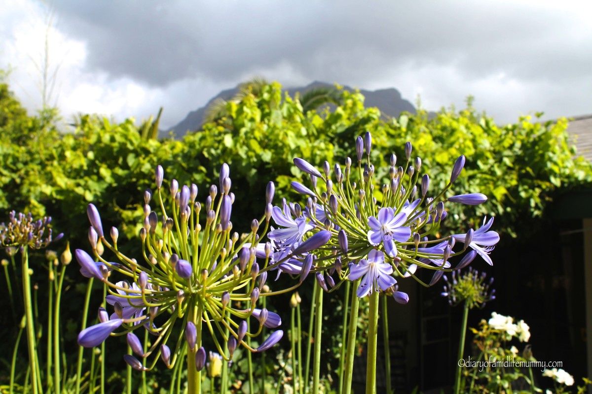 Agapanthus South Africa